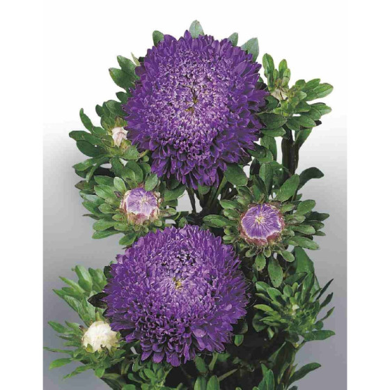 Asteres ķīnas Matador Deep...