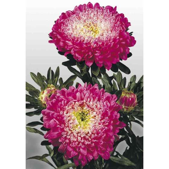 Asteres ķīnas Matador...