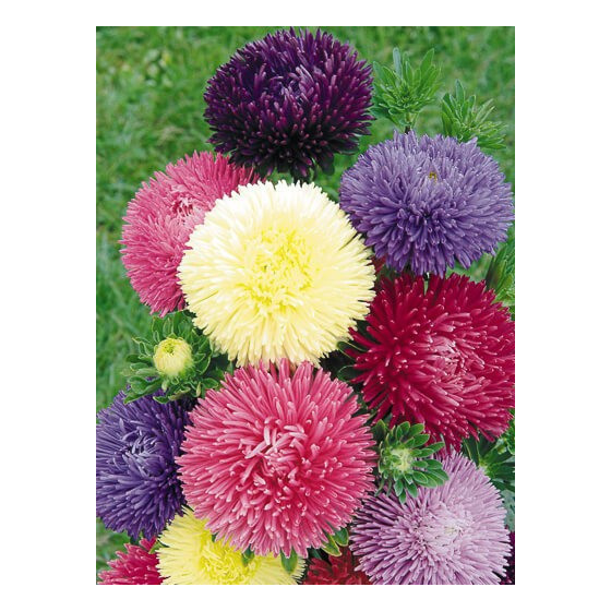 Asteres ķīnas Gala Mix 50s