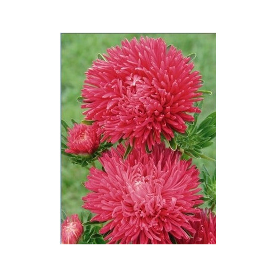 Asteres ķīnas Gala Scarlet 50s