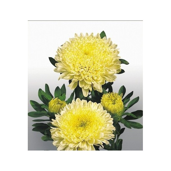 Asteres ķīnas Matador...