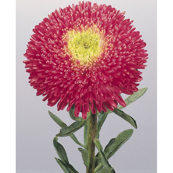 Asteres Benary Princess...