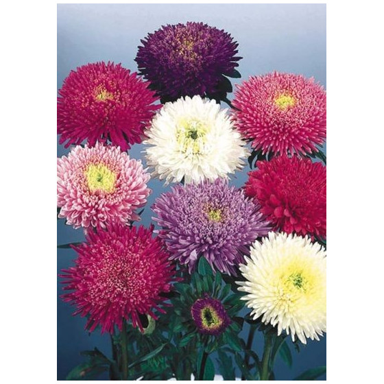 Asteres ķīnas Standy Mix" 50s"