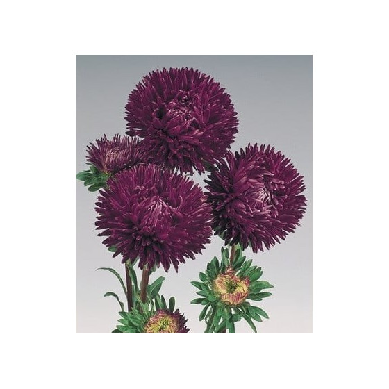 Asteres ķīnas Gala Purple 50s