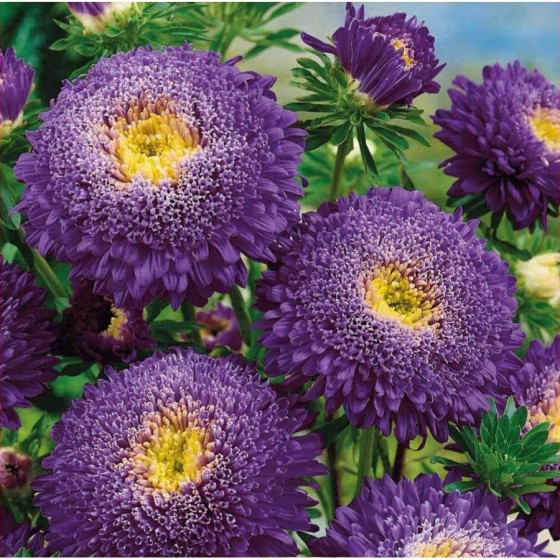 Asteres ķīnas Benary...