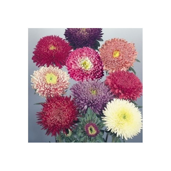 Asteres ķīnas Benary...