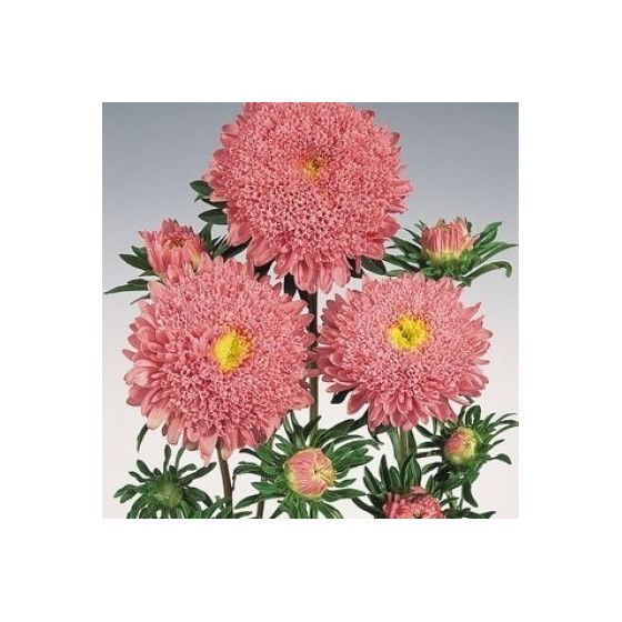 Asteres ķīnas Benary...