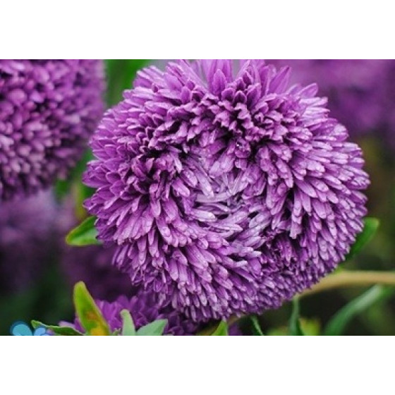 Asteres Baloon Dark Blue...