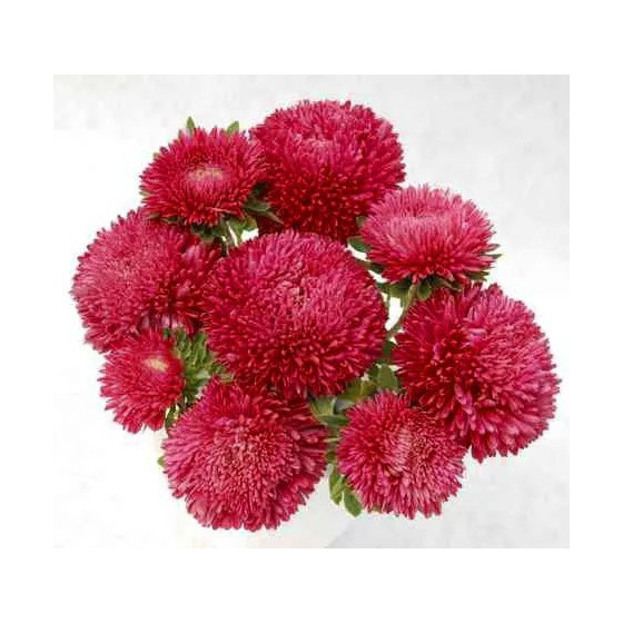 Asteres Baloon Ruby Red ~50...