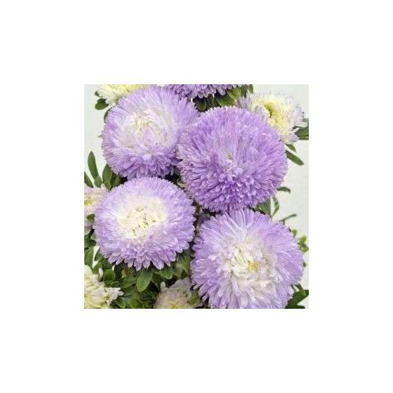 Asteres Baloon Silver...