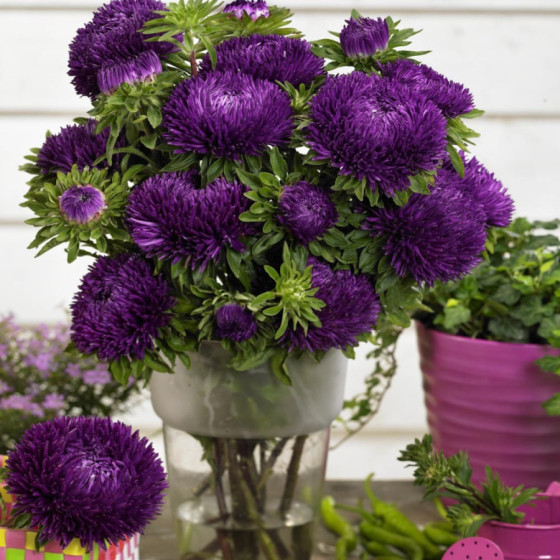 Asteres Baloon Violet...