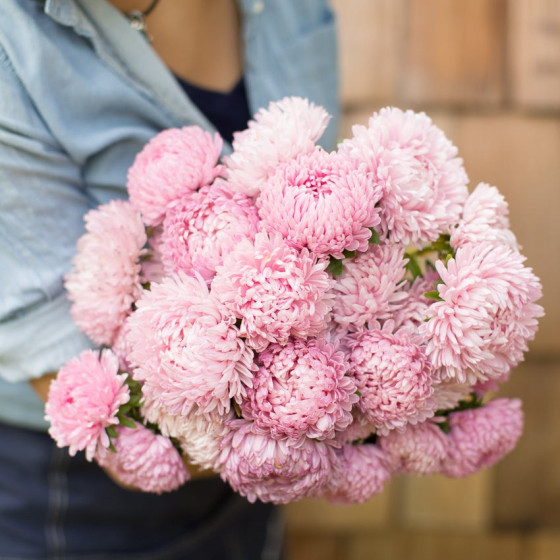 Asteres Juwel Rose Quartz...