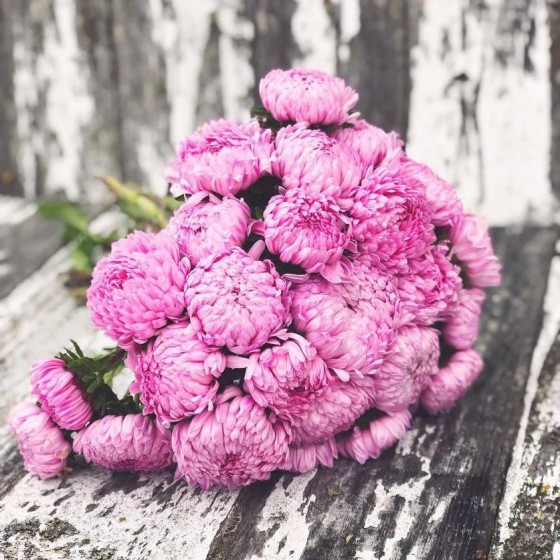 Asteres Tower" Rose ~50 sēkl."