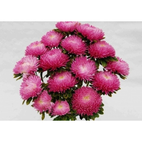 Asteres XXL Syringa Silver...