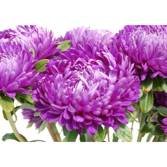 Asteres XXL Syringa Violet...