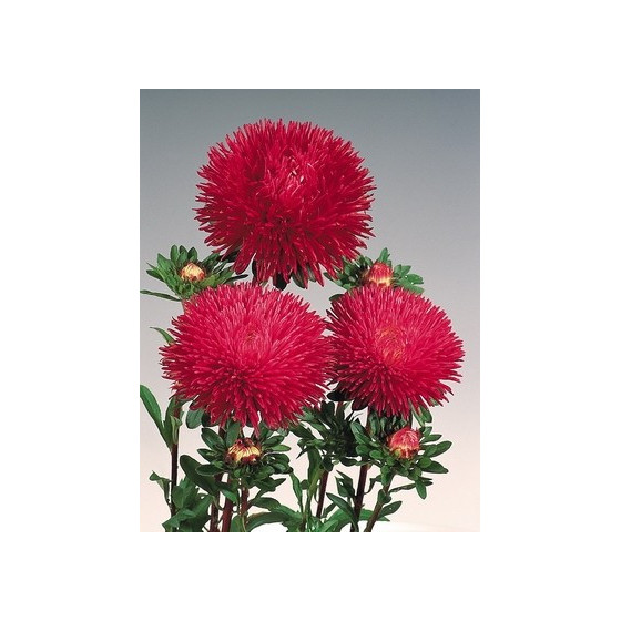 Asteres ķīnas Gala Burgundy...