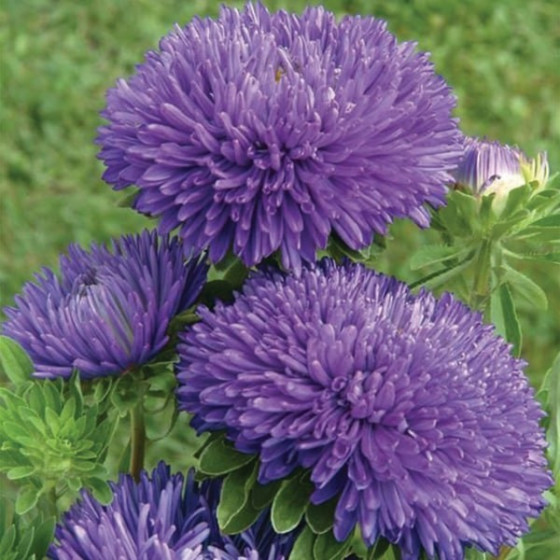 Asteres ķīnas Gala Blue 50s