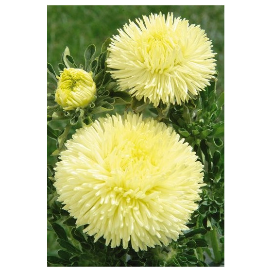 Asteres ķīnas Gala Yellow 50s