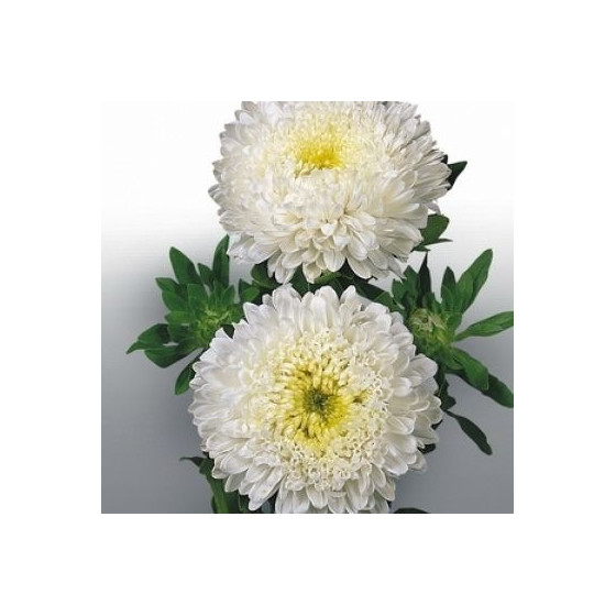 Asteres ķīnas Standy Creamy...