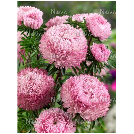 Asteres XXL Syringa Light...