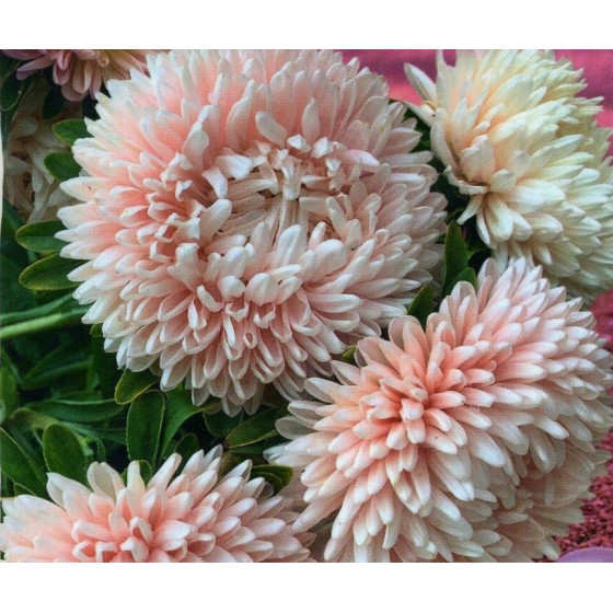 Asteres Chrisantella Pink...