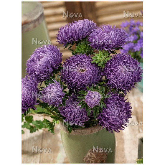 Asteres Juwel Ametrin ~50...