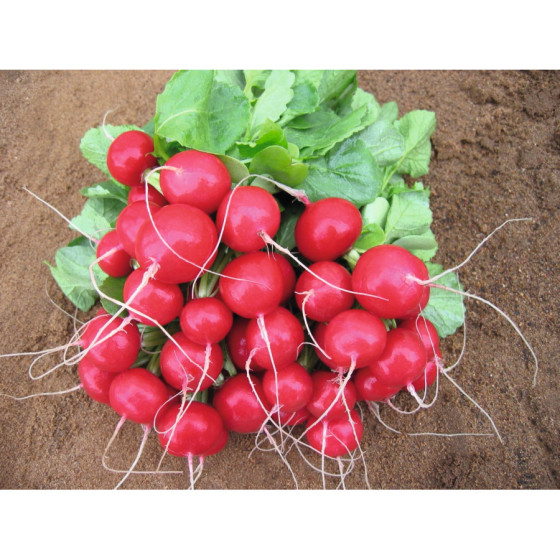 Redīsi Scarlet Globe F1 2g