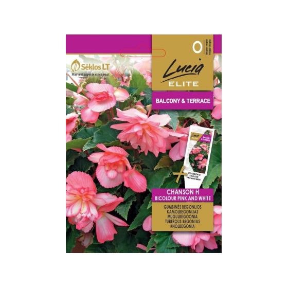 Begonijas kamolu Chanson H...