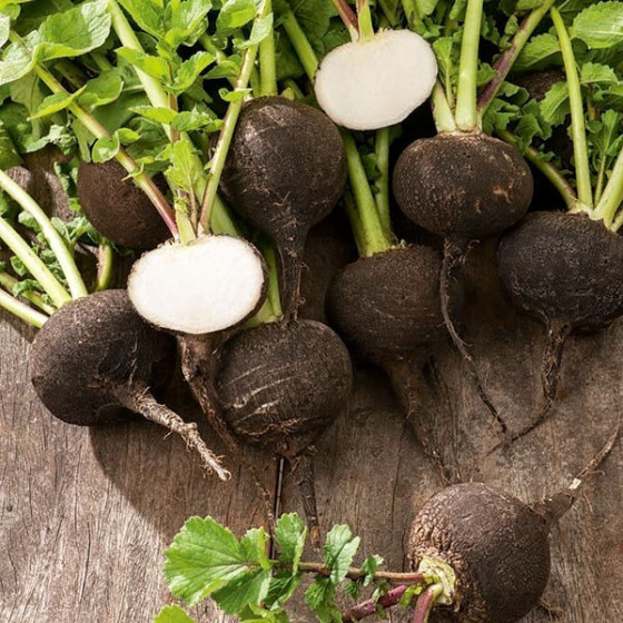 Rutki ziemas Murzynka 100g...