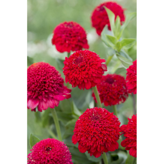 Cinnijas gleznās Cresto!...