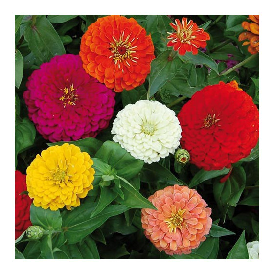 Cinnijas gleznās Benary's...