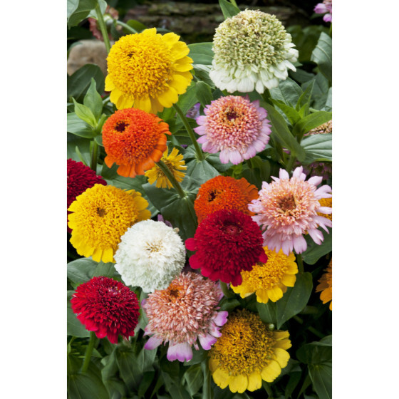 Cinnijas gleznās Cresto!...