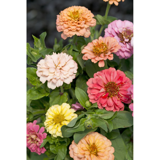 Cinnijas gleznās Cut&Come...