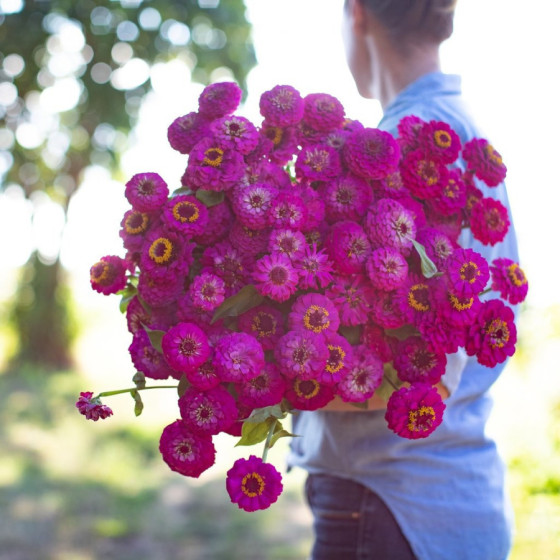 Cinnijas gleznās Oklahoma...