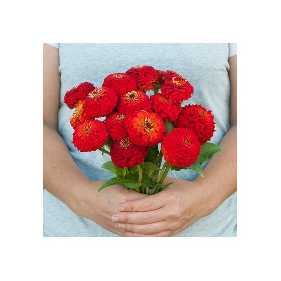 Cinnijas gleznās Oklahoma...