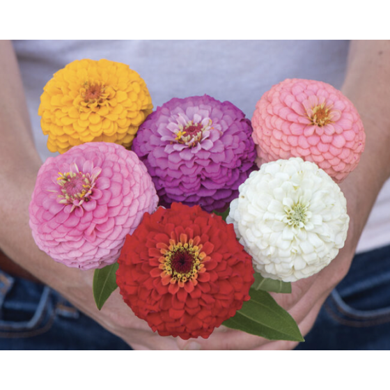 Cinnijas gleznās Oklahoma...