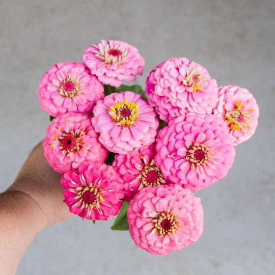 Cinnijas gleznās Oklahoma...