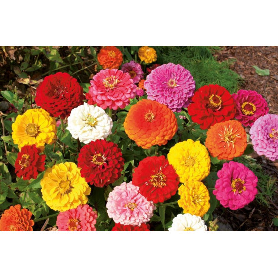 Cinnijas Gulliver Formula...