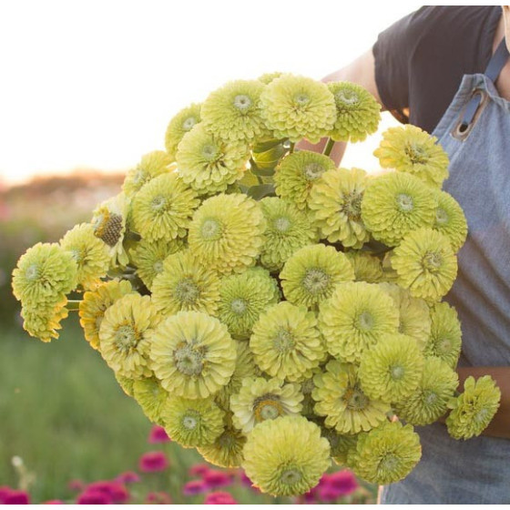 Cinnijas gleznās Queen Lime...