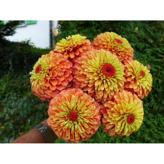 Cinnijas gleznās Queen Lime...