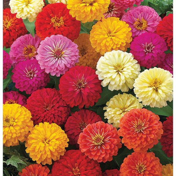 Cinnijas zemās Zinnita Mix...