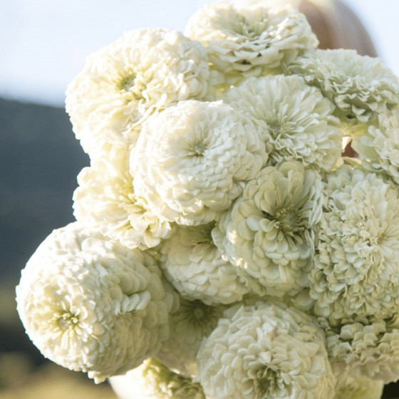 Cinnijas gleznās Benary's...
