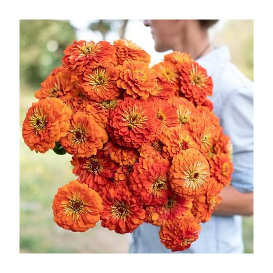 Cinnijas gleznās Benary's...