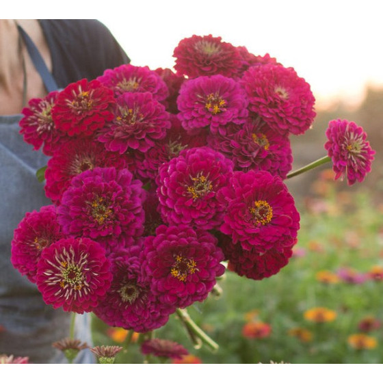 Cinnijas gleznās Benary's...