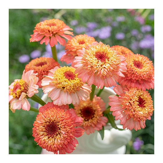 Cinnijas gleznās Zinderella...