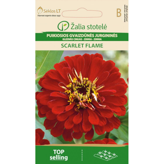 Cinnijas Dāliju SCARLET...