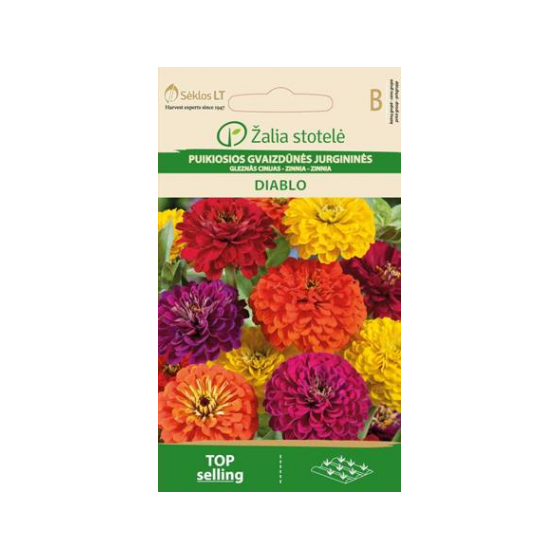 Cinnijas dāliju DIABLO 1g