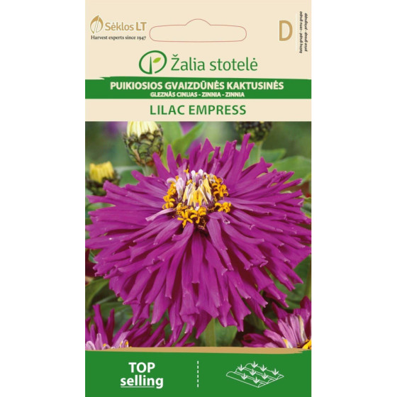 Cinnijas dāliju LILAC...