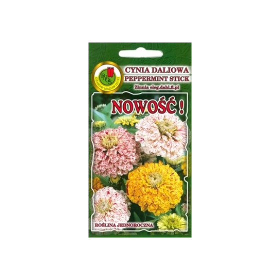 Cinnijas dāliju Peppermint...