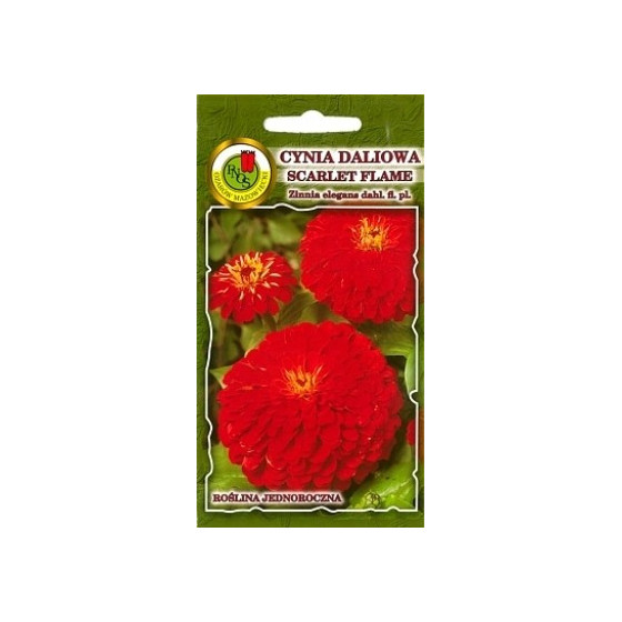 Cinnijas dāliju Scarlet...